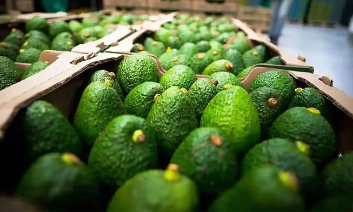 EUA suspende importación de aguacate de Michoacán por agresiones hacia inspectores